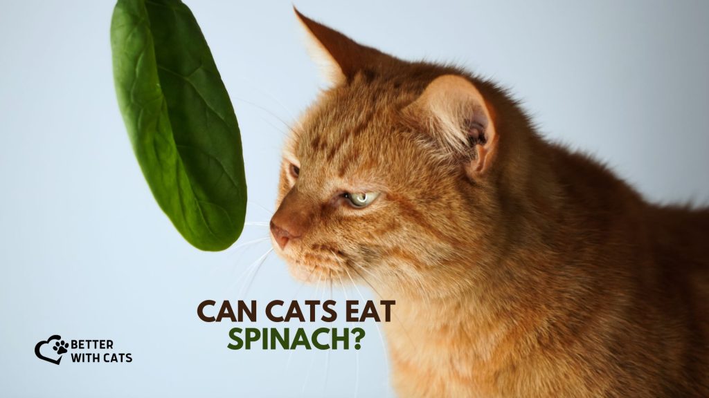 cat with spinach