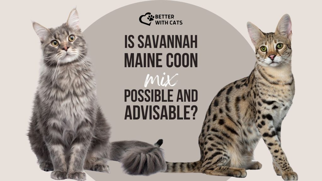 savannah maine coon mix