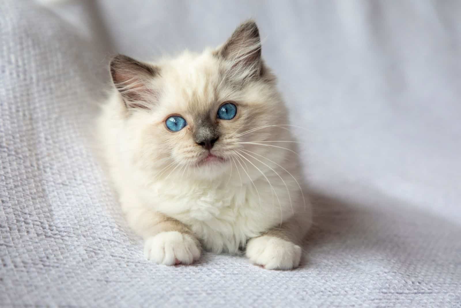 7 Reliable Ragdoll Breeders In California 8509