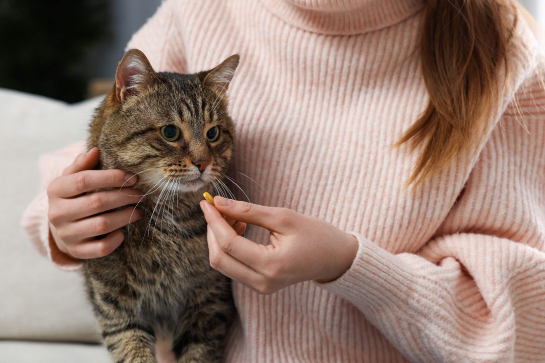 Gallery Detail: Is It Possible That Prednisone Killed My Cat