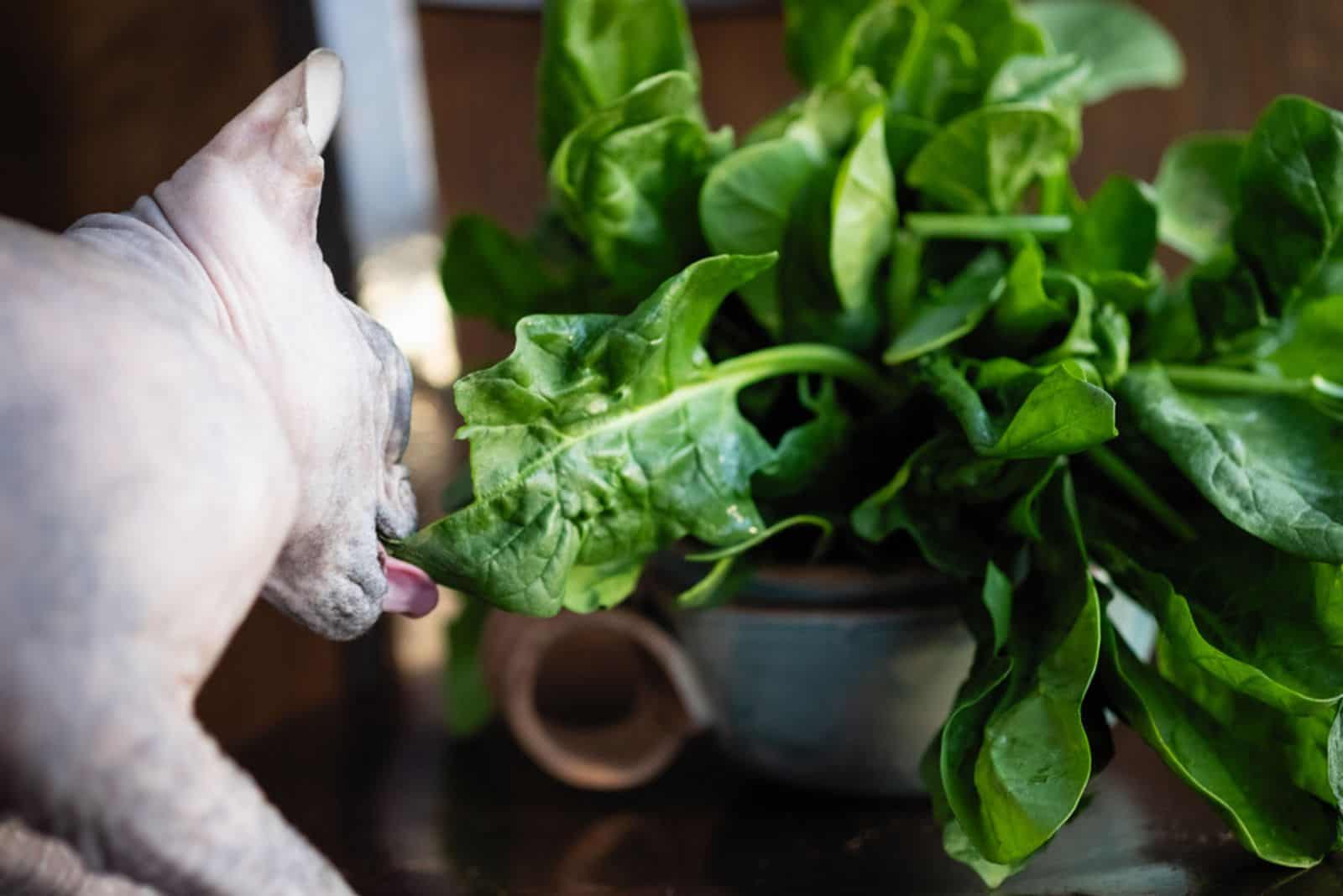 Is spinach clearance good for cats