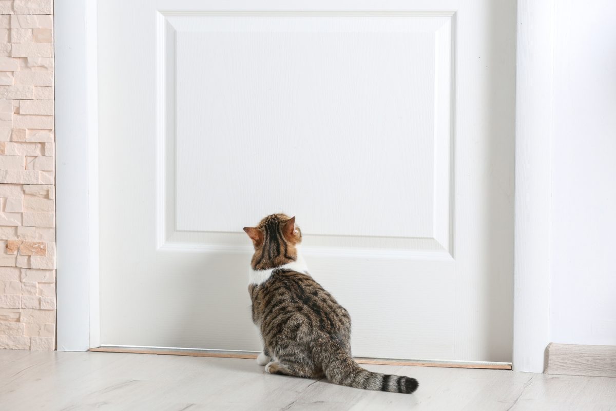 Do Cats Forget Their Owners And Do They Miss Them?