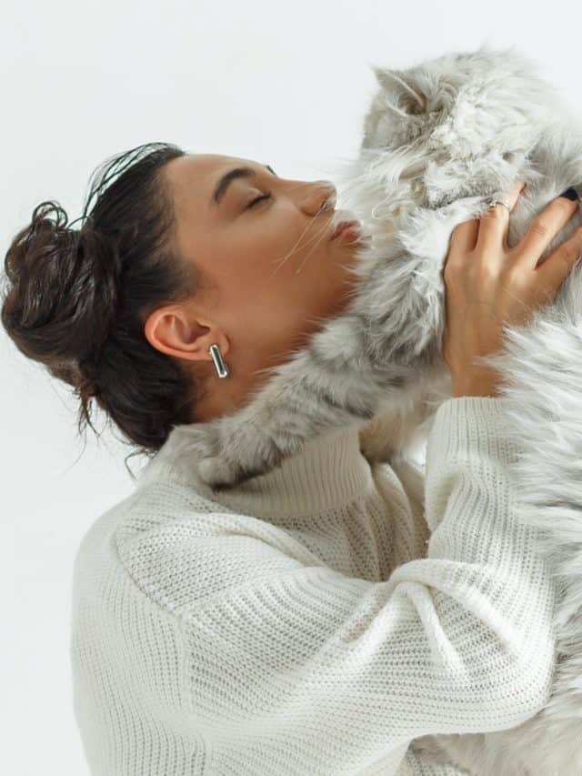 Do Cats Understand Kisses Or Not? Better With Cats
