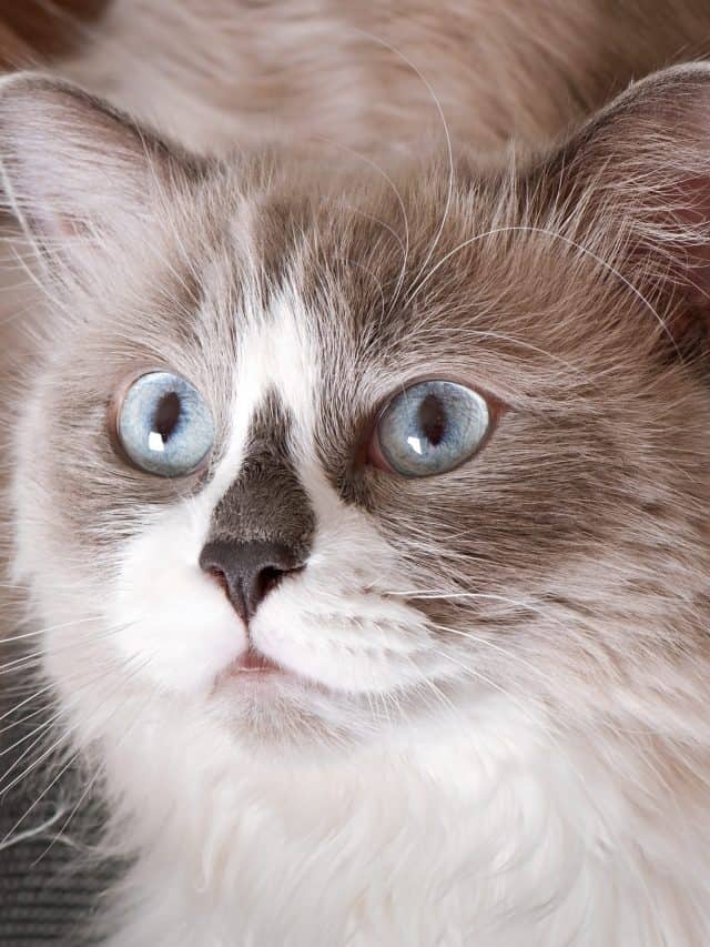 Do Cats Have Eyelashes Or Not? Better With Cats