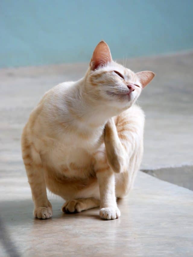 itchy cat scratching