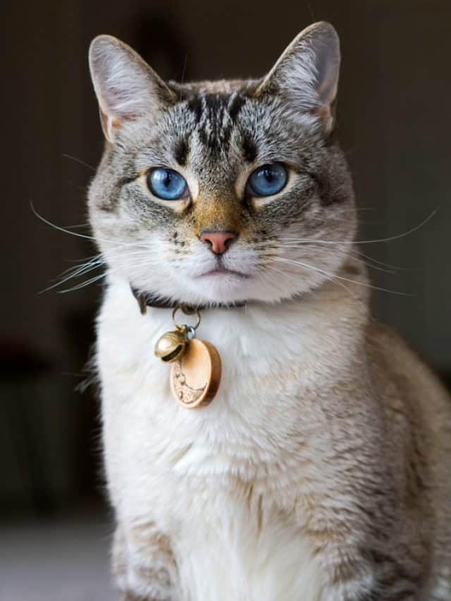 portrait of a beautiful Lynx Point Siamese cat