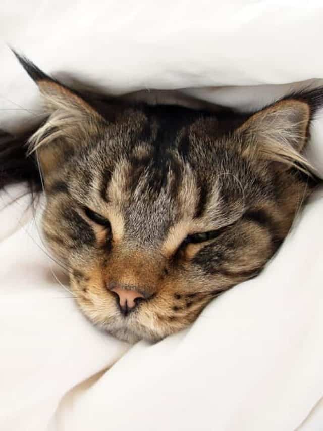 maine coon laying sick