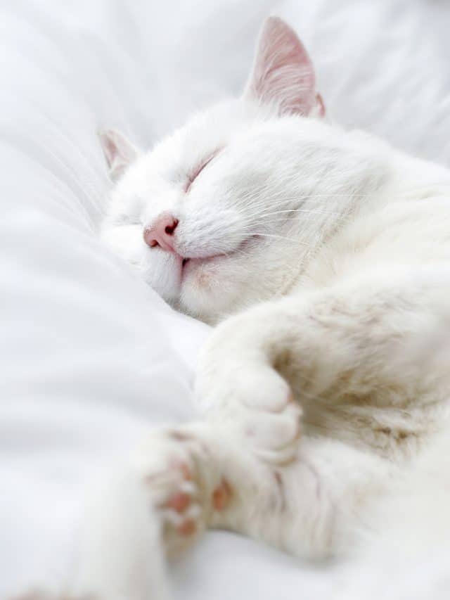 white cat sleeping in the bed