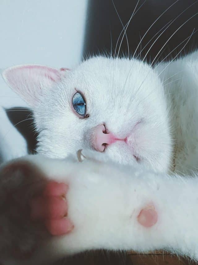 white cat tired and sleepy