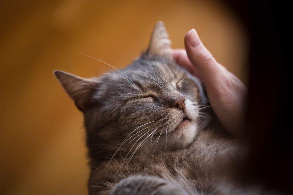 Do Cats Forget Their Owners And Do They Miss Them?