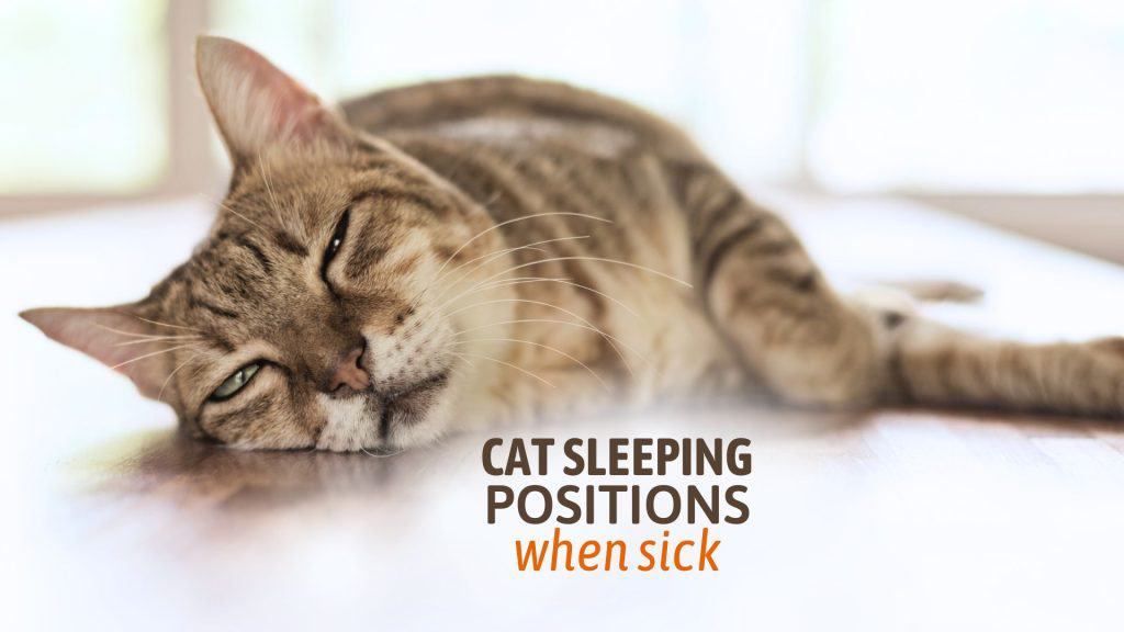 5 Cat Sleeping Positions When Sick And Their Meaning
