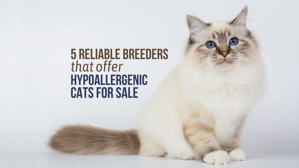 5 Reliable Breeders That Offer Hypoallergenic Cats For Sale