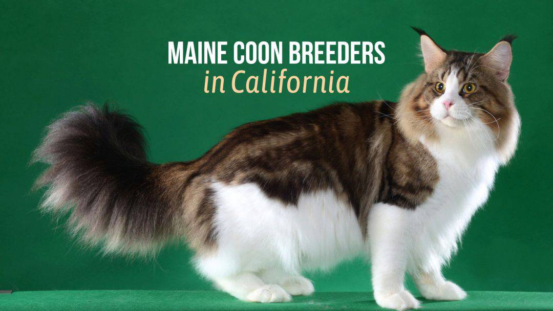 6 Maine Coon Breeders In California That You Can Trust