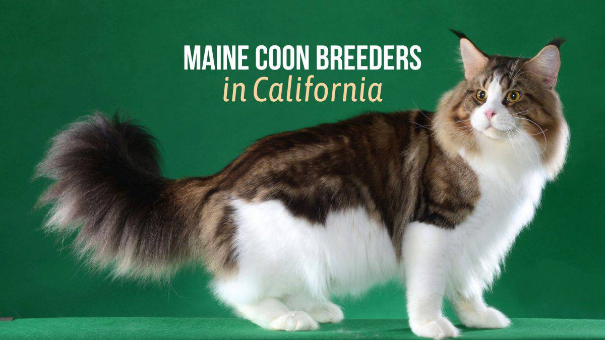 6 Maine Coon Breeders In California That You Can Trust