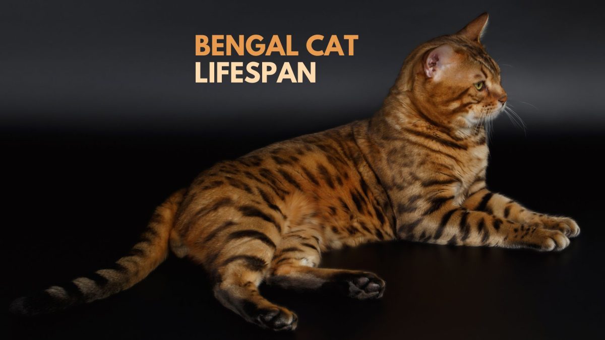 Gallery Detail: All About The Bengal Cat Lifespan And Common Health Issues
