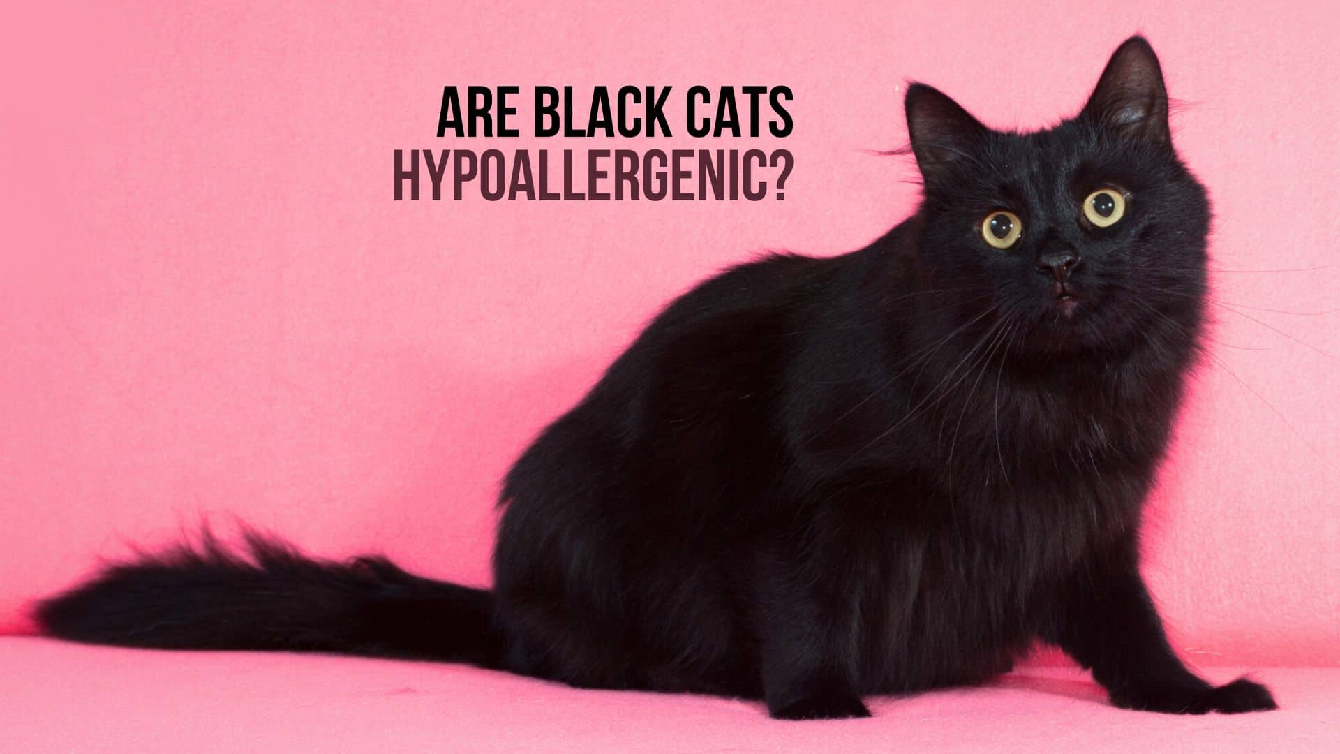 Hypoallergenic sales black cats