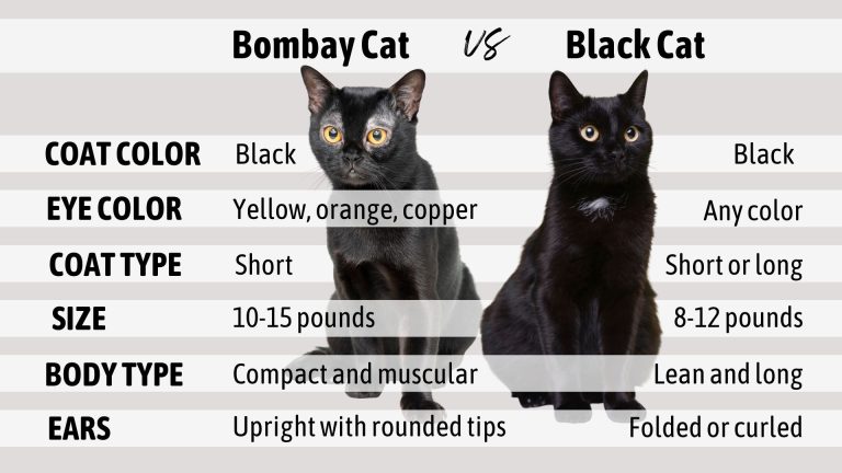 Bombay Cat Vs Black Cat: How To Differentiate Them?