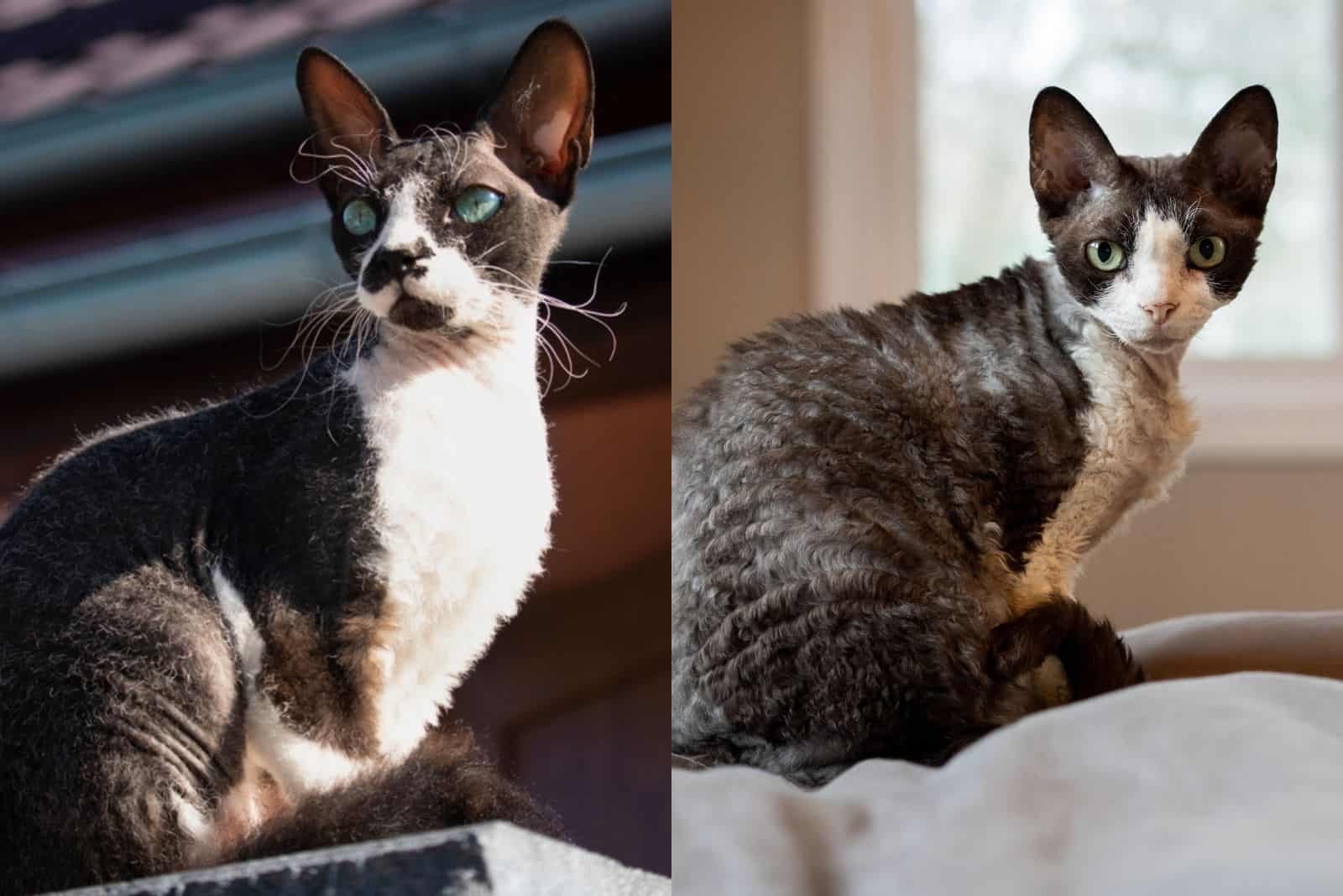 Fat best sale devon rex