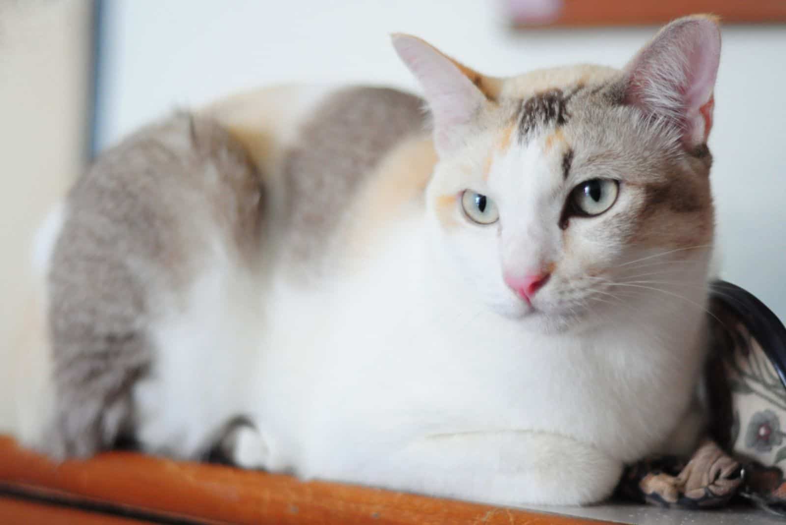 Dilute Calico