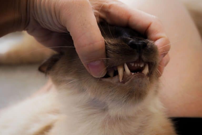 5 Explanations For A Cat's Swollen Lip, And How To Help