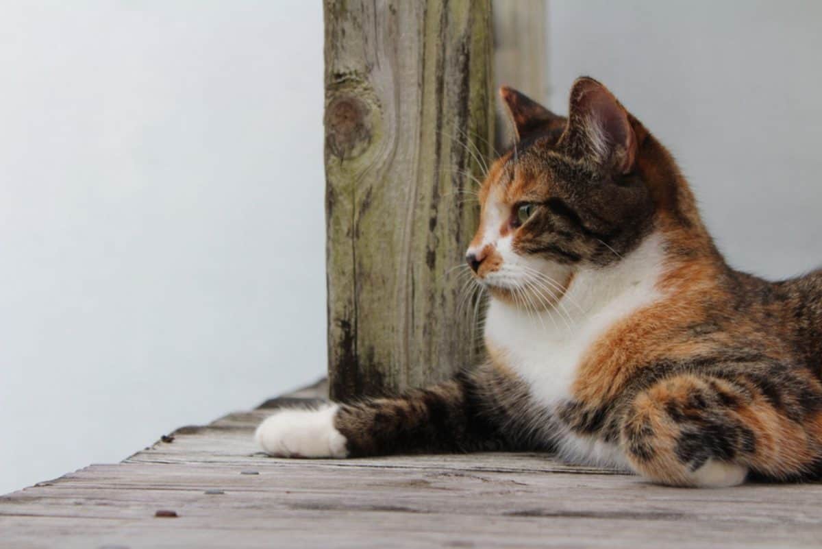 All You Need To Know About 5 Types Of Calico Cats
