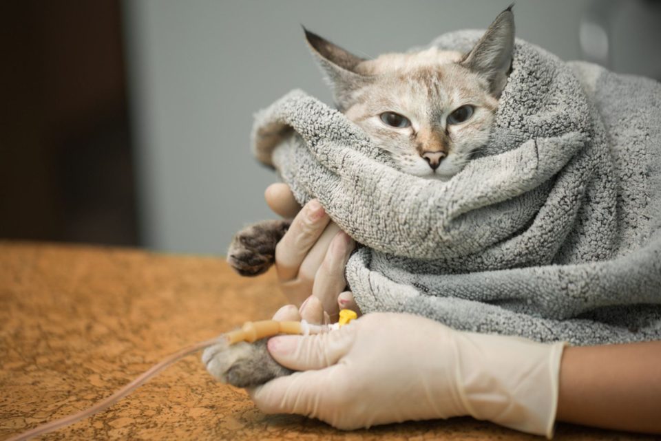Image showcasing 5 Reasons For Male Cat Not Peeing But Acting Normal