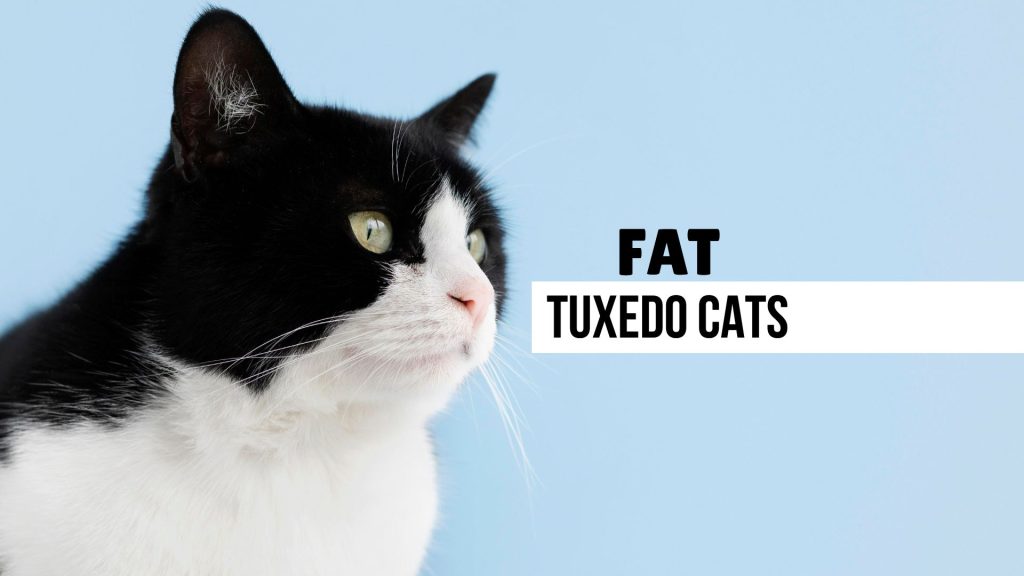 Fat Tuxedo Cat