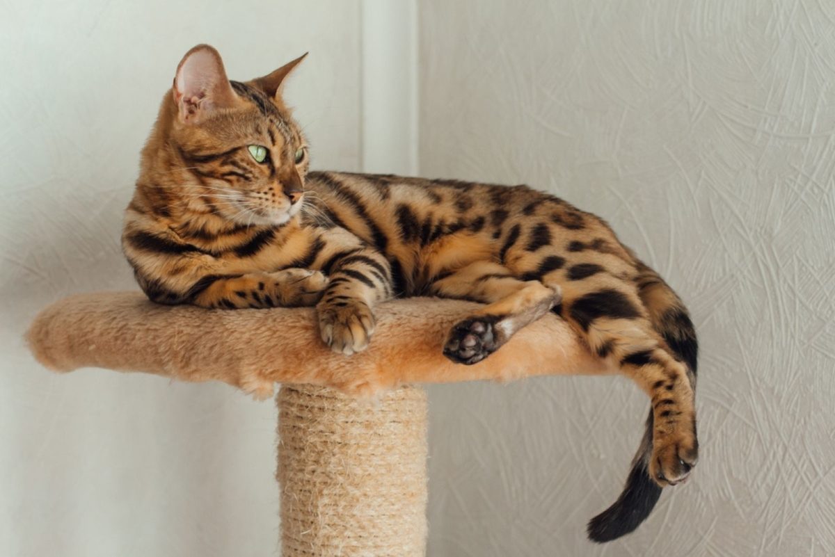 Curated visual reference: All About The Bengal Cat Lifespan And Common Health Issues Photo Inspiration