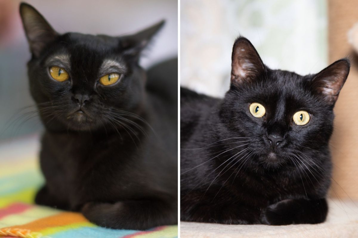 Bombay Cat Vs Black Cat How To Differentiate Them?