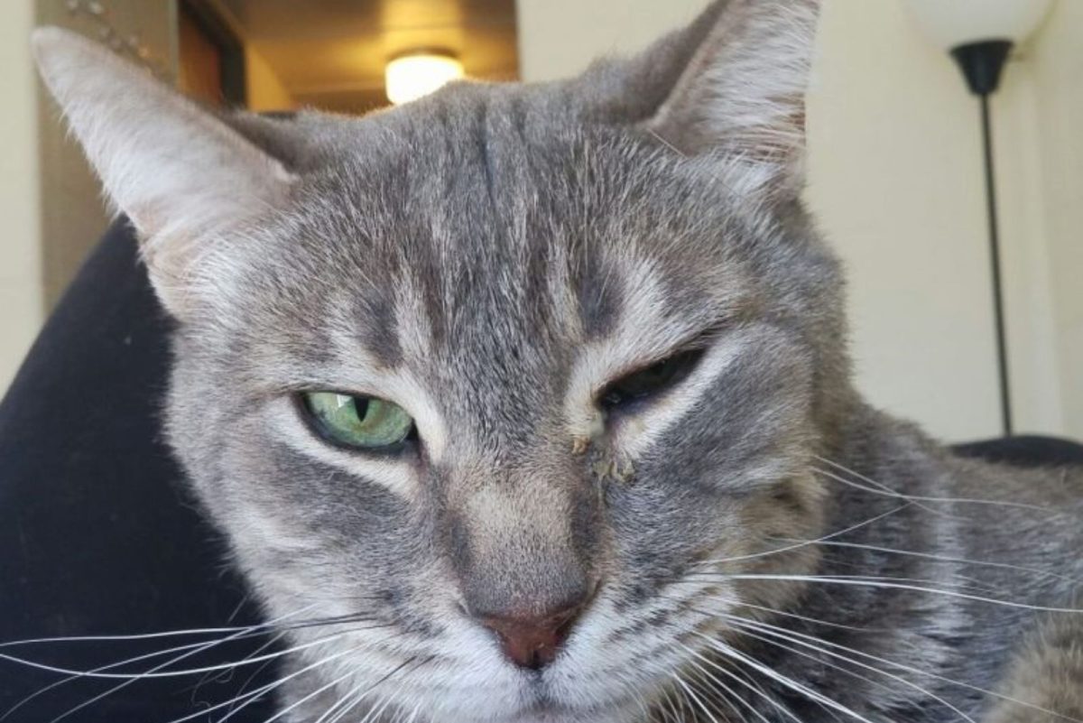 6 Explanations Why A Large Lump Appeared On Cat Overnight