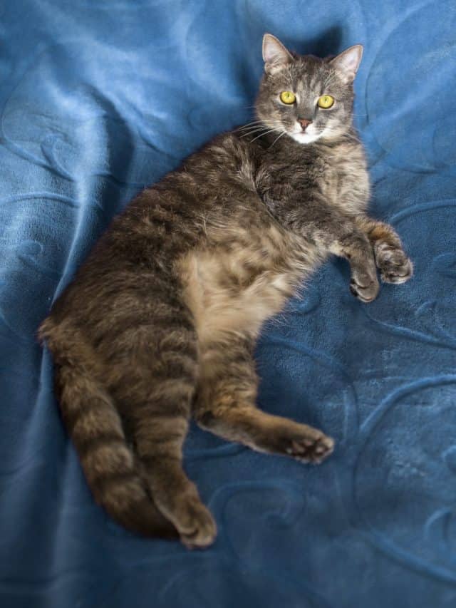 6 Explanations Why Do Cats Flop Down In Front Of You Better With Cats