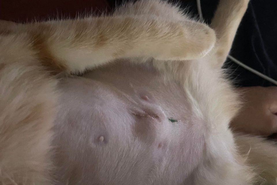9 Warning Signs Of Infection After Neutering Cat