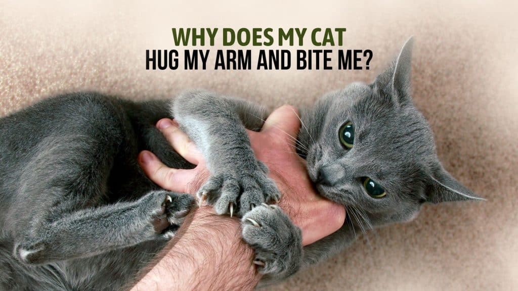 6 Reasons Why Does Your Cat Hug Your Arm and Bites You