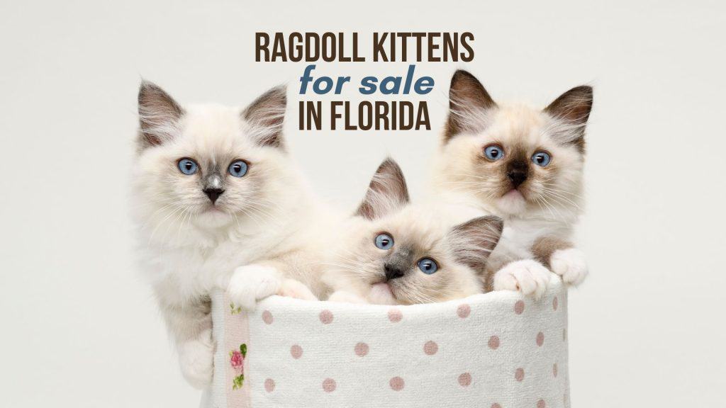 7 Reliable Breeders With Ragdoll Kittens For Sale In Florida