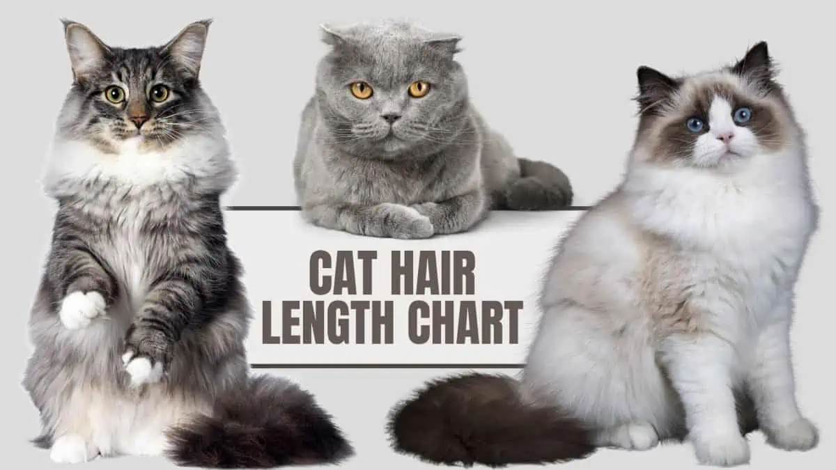 A Comprehensive Guide To Cat Hair Length Chart