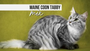 A Detailed Guide To Maine Coon Tabby Mix