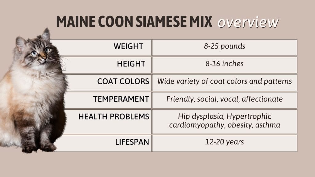 Maine Coon Mix With Siamese