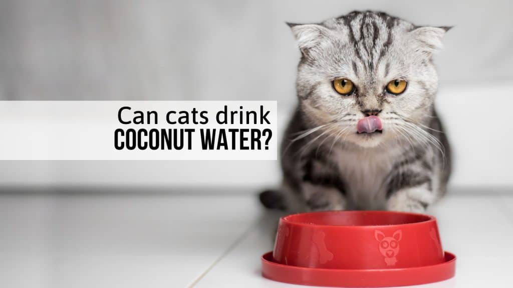 Can Cats Drink Coconut Water, Or Is It Dangerous For Them