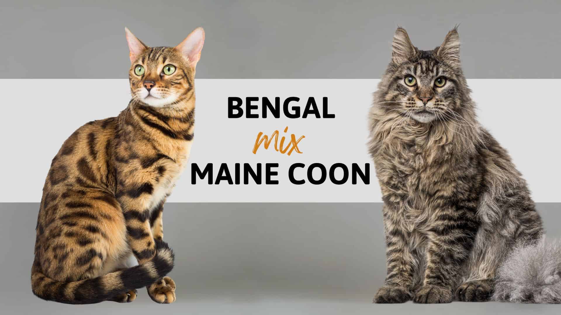 Maine Coon Bengal Cross
