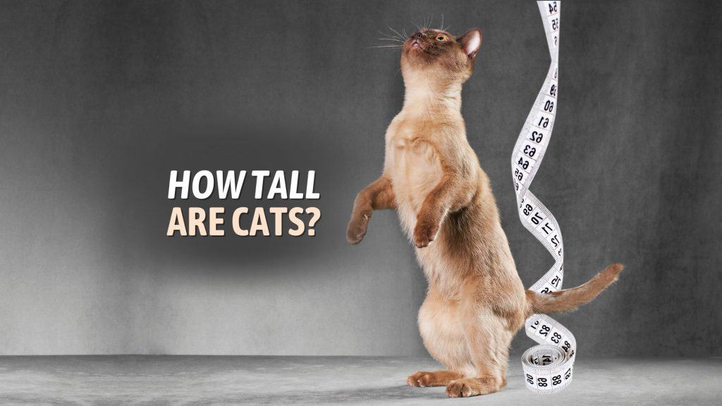 cat standing on back legs