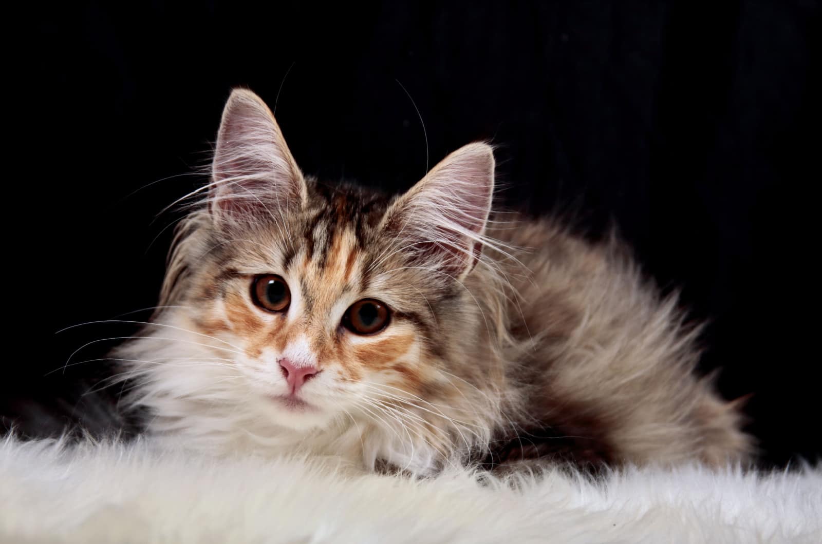 A Guide To Maine Coon Norwegian Forest Cat Mix