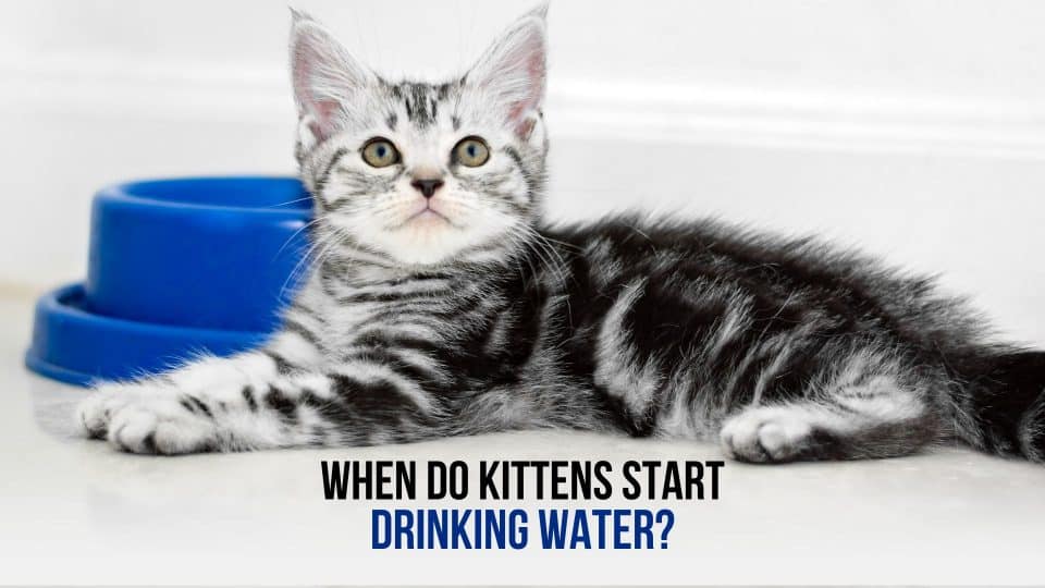 When do kittens start drinking water 