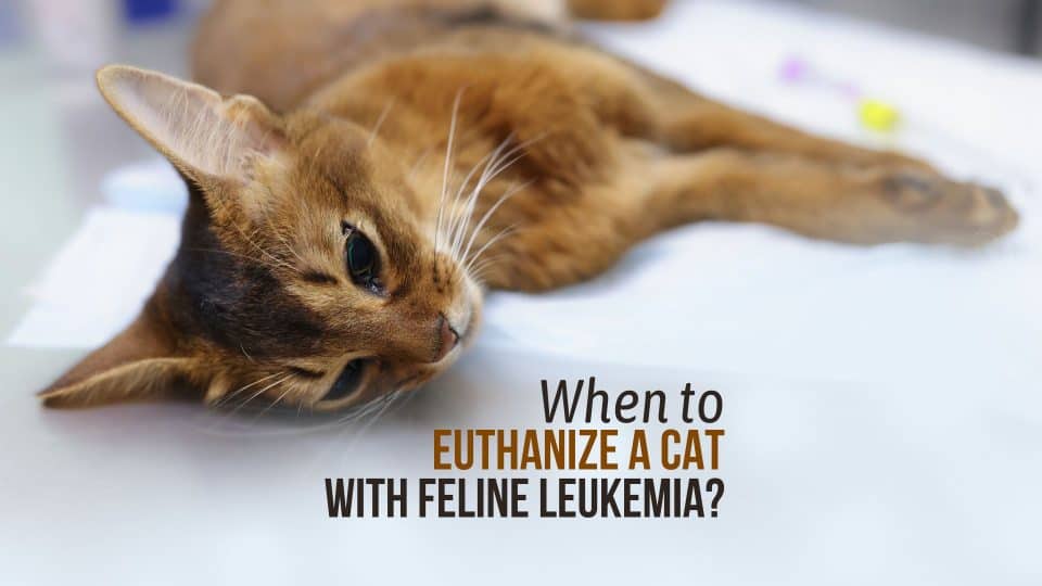 Curated visual reference: Visual Reference: When To Euthanize A Cat With Feline Leukemia