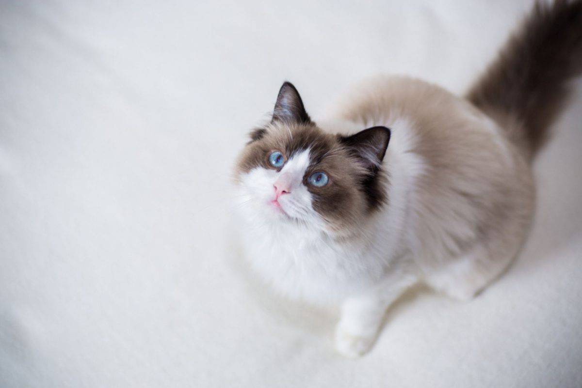 7 Reliable Breeders With Ragdoll Kittens For Sale In Florida