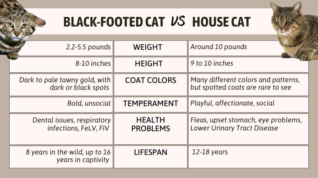 black-footed-cat-compared-to-house-cat