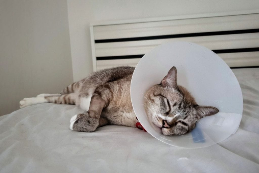 Visual Reference: When To Euthanize A Cat With Feline Leukemia