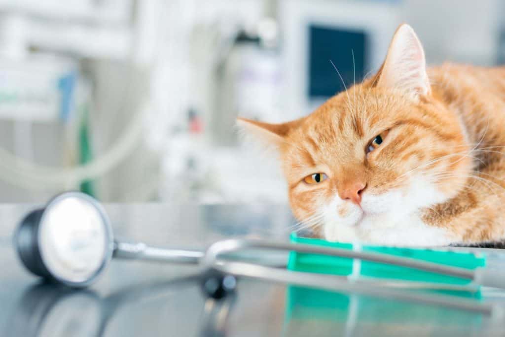 View of When To Euthanize A Cat With Feline Leukemia?