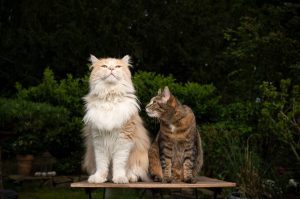 A Detailed Guide To Maine Coon Tabby Mix