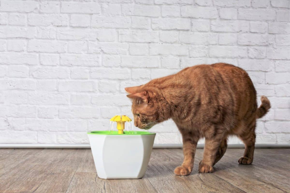 4 Reasons Why Is Male Cat Peeing Blood But Acting Normal