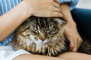 A Detailed Guide To Maine Coon Tabby Mix